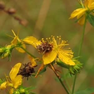 Heliocosma (genus - immature) at Fadden Pines (FAD) - 23 Dec 2023