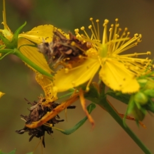 Heliocosma (genus - immature) at Fadden Pines (FAD) - 23 Dec 2023