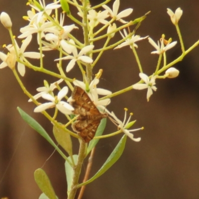 Nacoleia rhoeoalis (A Crambid moth (Spilomelinae) at Fadden Pines (FAD) - 23 Dec 2023 by KumikoCallaway