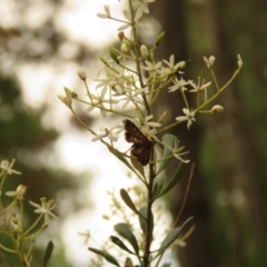 Nacoleia rhoeoalis at Fadden Pines (FAD) - 23 Dec 2023
