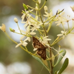 Nacoleia rhoeoalis at Fadden Pines (FAD) - 23 Dec 2023