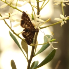 Nacoleia rhoeoalis at Fadden Pines (FAD) - 23 Dec 2023