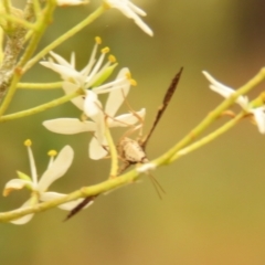 Nacoleia rhoeoalis at Undefined Area - 23 Dec 2023 09:21 AM