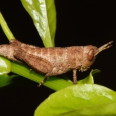 Acrididae sp. (family) (Unidentified Grasshopper) at Sheldon, QLD - 22 Dec 2023 by PJH123