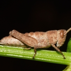 Acrididae sp. (family) at Sheldon, QLD - suppressed