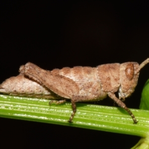 Acrididae sp. (family) at Sheldon, QLD - 22 Dec 2023