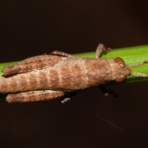 Acrididae sp. (family) at Sheldon, QLD - 22 Dec 2023