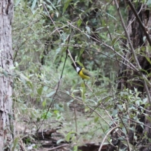 Pachycephala pectoralis at Ben Boyd National Park - 20 Dec 2023