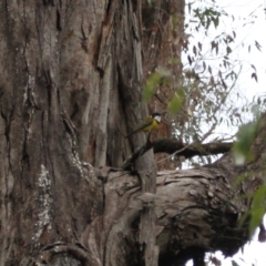 Pachycephala pectoralis at Ben Boyd National Park - 20 Dec 2023