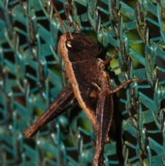 Acrididae sp. (family) (Unidentified Grasshopper) at Sheldon, QLD - 23 Dec 2023 by PJH123