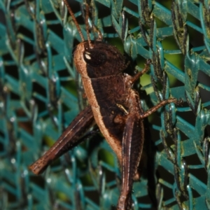 Acrididae sp. (family) at Sheldon, QLD - 23 Dec 2023