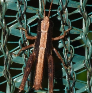 Acrididae sp. (family) at Sheldon, QLD - 23 Dec 2023