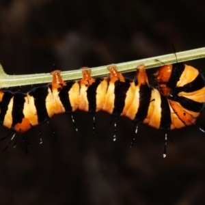 Agarista agricola at Sheldon, QLD - 23 Dec 2023