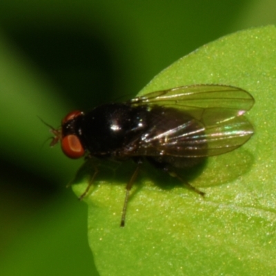 Unidentified True fly (Diptera) by PJH123