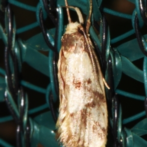 Eulechria marmorata at Sheldon, QLD - 23 Dec 2023