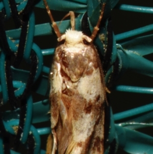 Eulechria marmorata at Sheldon, QLD - suppressed