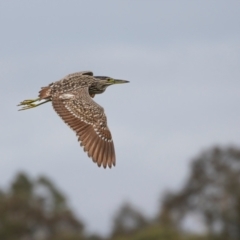 Nycticorax caledonicus (Nankeen Night-Heron) at Upper Stranger Pond - 23 Dec 2023 by ReeniRooMartinez