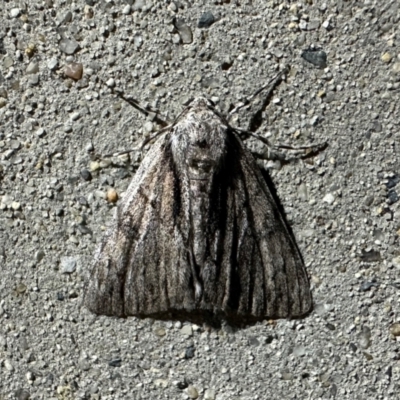 Rhuma argyraspis (Webbed Grey) at Reid, ACT - 22 Dec 2023 by Pirom