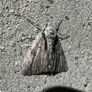 Rhuma argyraspis at Reid, ACT - 22 Dec 2023 10:13 PM