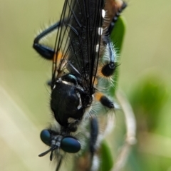 Unidentified Stiletto fly (Therevidae) at Kosciuszko National Park - 22 Dec 2023 by Miranda