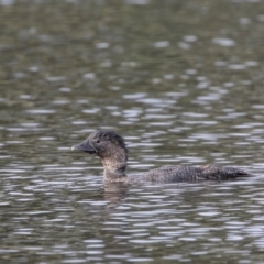 Biziura lobata (Musk Duck) at Upper Stranger Pond - 23 Dec 2023 by ReeniRooMartinez