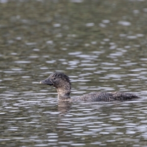 Biziura lobata at Upper Stranger Pond - 23 Dec 2023 07:07 AM