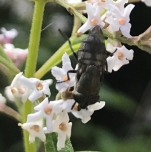 Stomorhina sp. (genus) at Dunlop, ACT - 13 Dec 2023