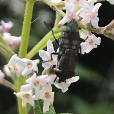 Stomorhina sp. (genus) (Snout fly) at Dunlop, ACT - 13 Dec 2023 by JR