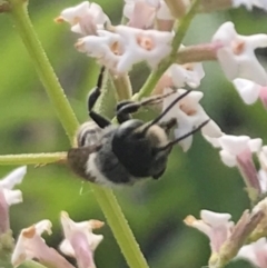 Megachile sp. (several subgenera) (Resin Bees) at Dunlop, ACT - 13 Dec 2023 by JR