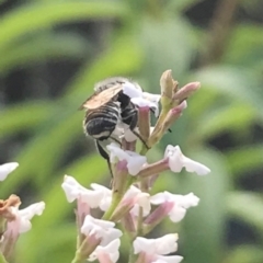 Megachile sp. (several subgenera) at Dunlop, ACT - 13 Dec 2023