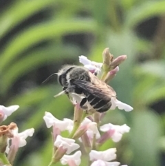 Megachile sp. (several subgenera) at Dunlop, ACT - 13 Dec 2023 05:34 PM