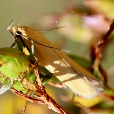 Eulechria electrodes (Yellow Eulechria Moth) at Deakin, ACT - 23 Dec 2023 by LisaH