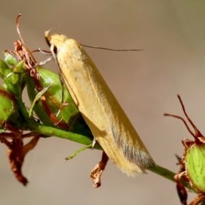 Eulechria electrodes at Red Hill Nature Reserve - 23 Dec 2023