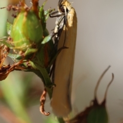 Eulechria electrodes at Red Hill Nature Reserve - 23 Dec 2023