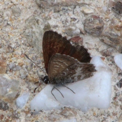 Neolucia agricola (Fringed Heath-blue) at Captains Flat, NSW - 23 Dec 2023 by Csteele4