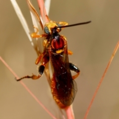 Labium sp. (genus) (An Ichneumon wasp) at Red Hill, ACT - 23 Dec 2023 by LisaH