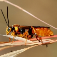 Labium sp. (genus) at Red Hill, ACT - 23 Dec 2023 10:59 AM