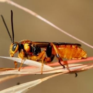 Labium sp. (genus) at Red Hill, ACT - 23 Dec 2023