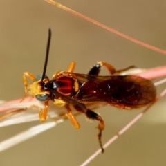 Labium sp. (genus) at Red Hill, ACT - 23 Dec 2023