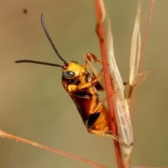 Labium sp. (genus) at Red Hill, ACT - 23 Dec 2023