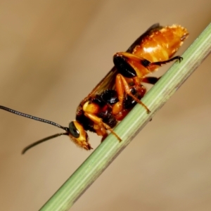 Labium sp. (genus) at Red Hill, ACT - 23 Dec 2023 10:59 AM