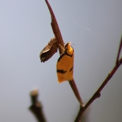 Pedois humerana (Depressariidae) at QPRC LGA - 23 Dec 2023 by Csteele4