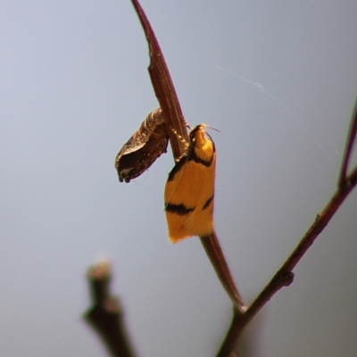 Pedois humerana (A Gelechioid moth) at Captains Flat, NSW - 23 Dec 2023 by Csteele4