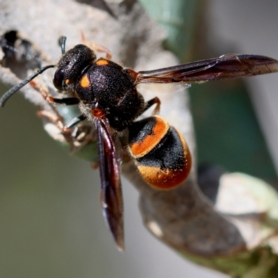 Eumeninae (subfamily) (Unidentified Potter wasp) at Deakin, ACT - 23 Dec 2023 by LisaH