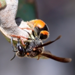 Eumeninae (subfamily) at Red Hill Nature Reserve - 23 Dec 2023 12:17 PM