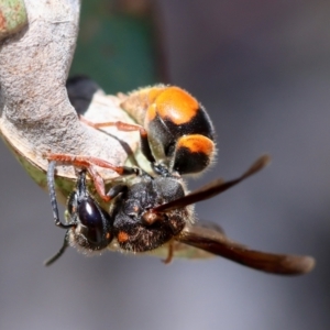 Eumeninae (subfamily) at Red Hill Nature Reserve - 23 Dec 2023