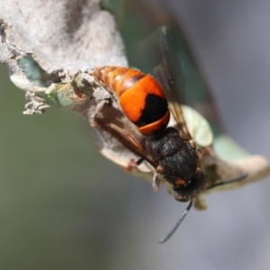 Eumeninae (subfamily) at Red Hill Nature Reserve - 23 Dec 2023