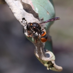 Eumeninae (subfamily) at Red Hill Nature Reserve - 23 Dec 2023 12:17 PM