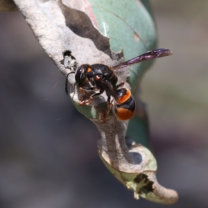 Eumeninae (subfamily) at Red Hill Nature Reserve - 23 Dec 2023