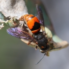 Eumeninae (subfamily) at Red Hill Nature Reserve - 23 Dec 2023